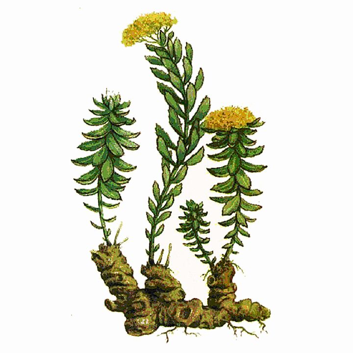 Το εκχύλισμα Rosela Rhodiola ως μέρος του Gigant Gel